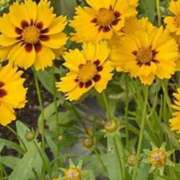 ヒメ日記 2025/05/29 18:58 投稿 ちずる 熟女の風俗最終章 高崎店