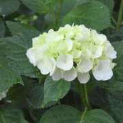 ヒメ日記 2025/06/01 08:03 投稿 ちずる 熟女の風俗最終章 高崎店