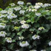 ヒメ日記 2025/06/01 16:18 投稿 ちずる 熟女の風俗最終章 高崎店