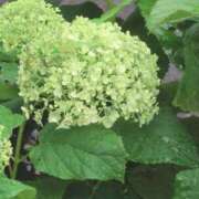 ヒメ日記 2025/06/03 06:18 投稿 ちずる 熟女の風俗最終章 高崎店