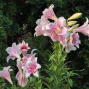 ヒメ日記 2025/06/11 11:48 投稿 ちずる 熟女の風俗最終章 高崎店