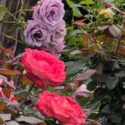 ヒメ日記 2025/06/12 21:29 投稿 ちずる 熟女の風俗最終章 高崎店