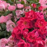 ヒメ日記 2025/06/13 11:03 投稿 ちずる 熟女の風俗最終章 高崎店