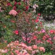 ヒメ日記 2025/06/13 23:28 投稿 ちずる 熟女の風俗最終章 高崎店