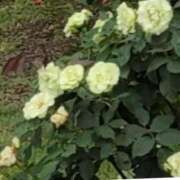 ヒメ日記 2025/06/14 07:28 投稿 ちずる 熟女の風俗最終章 高崎店