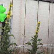 ヒメ日記 2025/06/14 13:58 投稿 ちずる 熟女の風俗最終章 高崎店