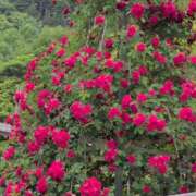 ヒメ日記 2025/06/15 18:38 投稿 ちずる 熟女の風俗最終章 高崎店