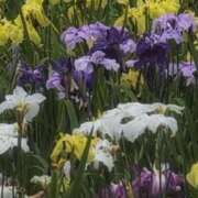 ヒメ日記 2025/06/15 19:58 投稿 ちずる 熟女の風俗最終章 高崎店