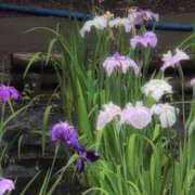 ヒメ日記 2025/06/16 03:04 投稿 ちずる 熟女の風俗最終章 高崎店