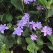 ヒメ日記 2025/06/16 10:48 投稿 ちずる 熟女の風俗最終章 高崎店