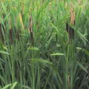 ヒメ日記 2025/06/16 14:36 投稿 ちずる 熟女の風俗最終章 高崎店