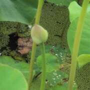 ヒメ日記 2025/06/16 22:02 投稿 ちずる 熟女の風俗最終章 高崎店