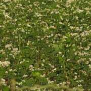 ヒメ日記 2025/06/18 06:47 投稿 ちずる 熟女の風俗最終章 高崎店