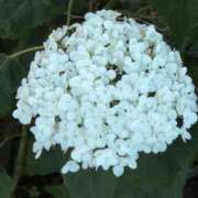 ヒメ日記 2025/06/18 07:58 投稿 ちずる 熟女の風俗最終章 高崎店