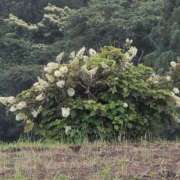 ヒメ日記 2025/06/20 08:28 投稿 ちずる 熟女の風俗最終章 高崎店