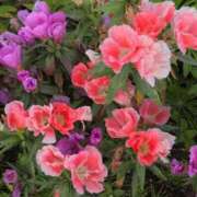 ヒメ日記 2025/06/20 14:48 投稿 ちずる 熟女の風俗最終章 高崎店