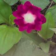 ヒメ日記 2025/06/21 19:28 投稿 ちずる 熟女の風俗最終章 高崎店