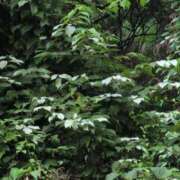 ヒメ日記 2025/06/21 20:38 投稿 ちずる 熟女の風俗最終章 高崎店