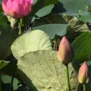 ヒメ日記 2025/06/22 08:08 投稿 ちずる 熟女の風俗最終章 高崎店