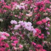 ヒメ日記 2025/06/22 09:48 投稿 ちずる 熟女の風俗最終章 高崎店