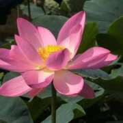 ヒメ日記 2025/06/22 12:58 投稿 ちずる 熟女の風俗最終章 高崎店