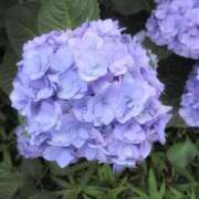 ヒメ日記 2025/06/23 05:48 投稿 ちずる 熟女の風俗最終章 高崎店