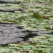 ヒメ日記 2025/06/24 08:28 投稿 ちずる 熟女の風俗最終章 高崎店