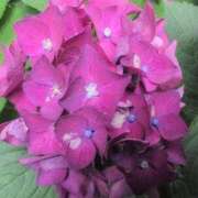 ヒメ日記 2025/06/27 20:03 投稿 ちずる 熟女の風俗最終章 高崎店