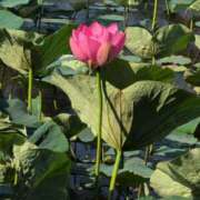 ヒメ日記 2025/07/01 11:48 投稿 ちずる 熟女の風俗最終章 高崎店