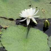 ヒメ日記 2025/07/01 15:20 投稿 ちずる 熟女の風俗最終章 高崎店