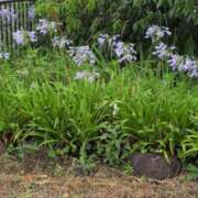 ヒメ日記 2025/07/02 09:45 投稿 ちずる 熟女の風俗最終章 高崎店