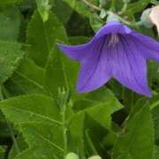 ヒメ日記 2025/07/06 15:08 投稿 ちずる 熟女の風俗最終章 高崎店