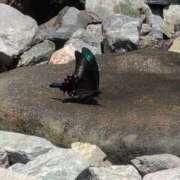 ヒメ日記 2025/07/07 18:58 投稿 ちずる 熟女の風俗最終章 高崎店