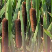 ヒメ日記 2025/07/09 16:58 投稿 ちずる 熟女の風俗最終章 高崎店