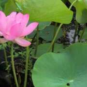 ヒメ日記 2025/07/10 10:18 投稿 ちずる 熟女の風俗最終章 高崎店