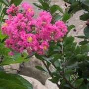 ヒメ日記 2025/07/10 15:48 投稿 ちずる 熟女の風俗最終章 高崎店