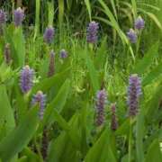 ヒメ日記 2025/07/10 16:28 投稿 ちずる 熟女の風俗最終章 高崎店