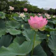 ヒメ日記 2025/07/11 10:48 投稿 ちずる 熟女の風俗最終章 高崎店
