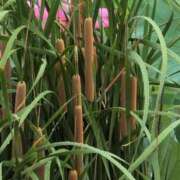 ヒメ日記 2025/07/14 07:58 投稿 ちずる 熟女の風俗最終章 高崎店