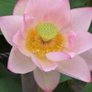 ヒメ日記 2025/07/14 18:28 投稿 ちずる 熟女の風俗最終章 高崎店