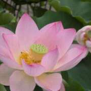 ヒメ日記 2025/07/15 23:18 投稿 ちずる 熟女の風俗最終章 高崎店