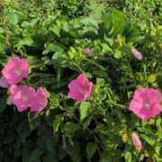 ヒメ日記 2025/07/19 00:19 投稿 ちずる 熟女の風俗最終章 高崎店