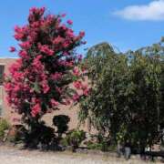 ヒメ日記 2025/07/28 15:49 投稿 ちずる 熟女の風俗最終章 高崎店