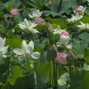 ヒメ日記 2025/07/30 15:58 投稿 ちずる 熟女の風俗最終章 高崎店