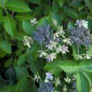 ヒメ日記 2025/07/30 16:29 投稿 ちずる 熟女の風俗最終章 高崎店