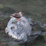 ヒメ日記 2025/08/09 15:28 投稿 ちずる 熟女の風俗最終章 高崎店