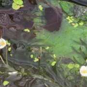 ヒメ日記 2025/08/13 10:08 投稿 ちずる 熟女の風俗最終章 高崎店