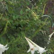 ヒメ日記 2025/08/15 12:09 投稿 ちずる 熟女の風俗最終章 高崎店