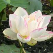 ヒメ日記 2025/08/16 18:41 投稿 ちずる 熟女の風俗最終章 高崎店