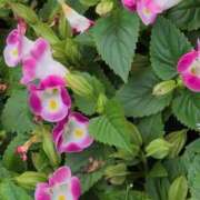 ヒメ日記 2025/08/17 21:14 投稿 ちずる 熟女の風俗最終章 高崎店